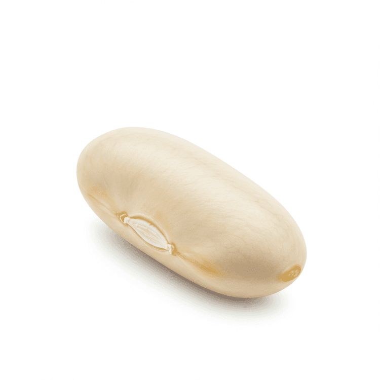 great northern bean
