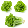 Green leaf lettuce