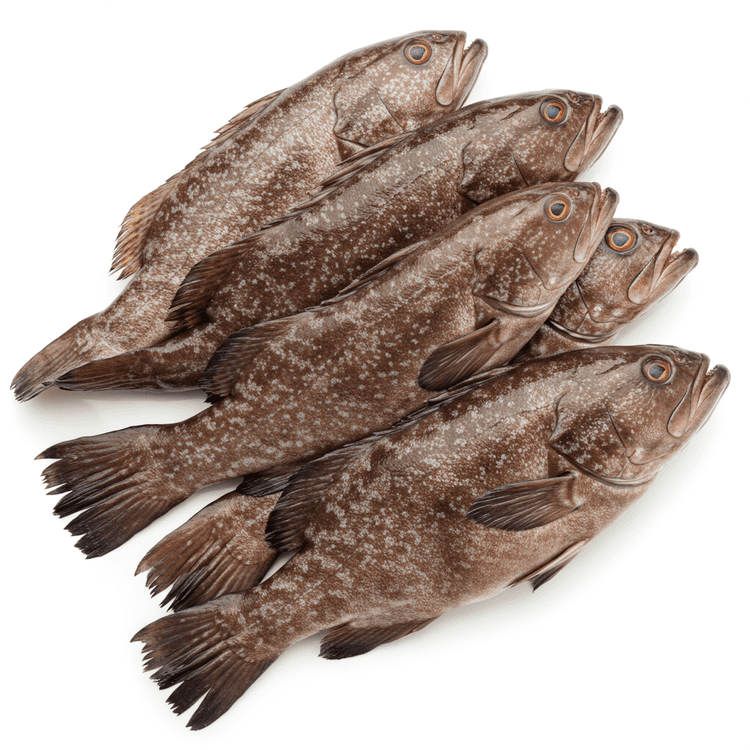 grouper