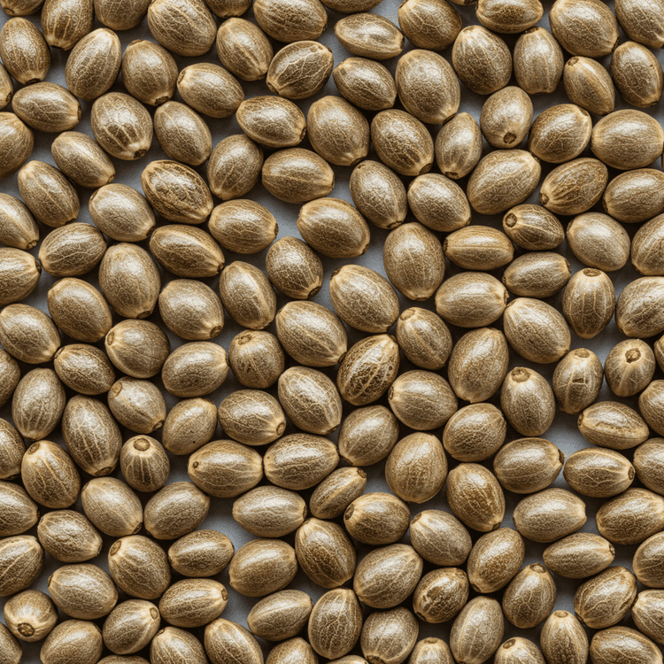 hemp seed
