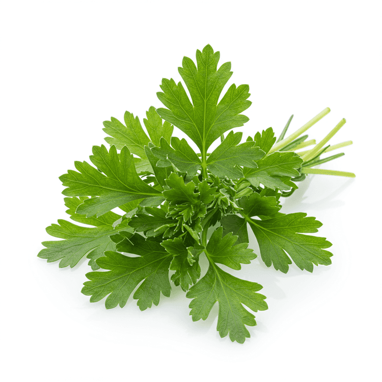 herb spice