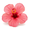 hibiscus flowers