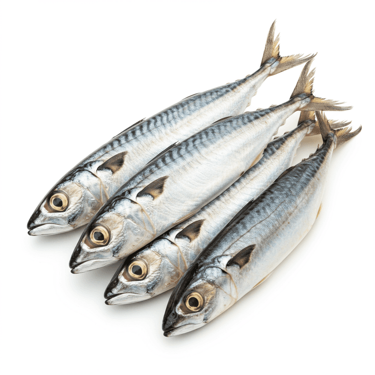horse mackerel