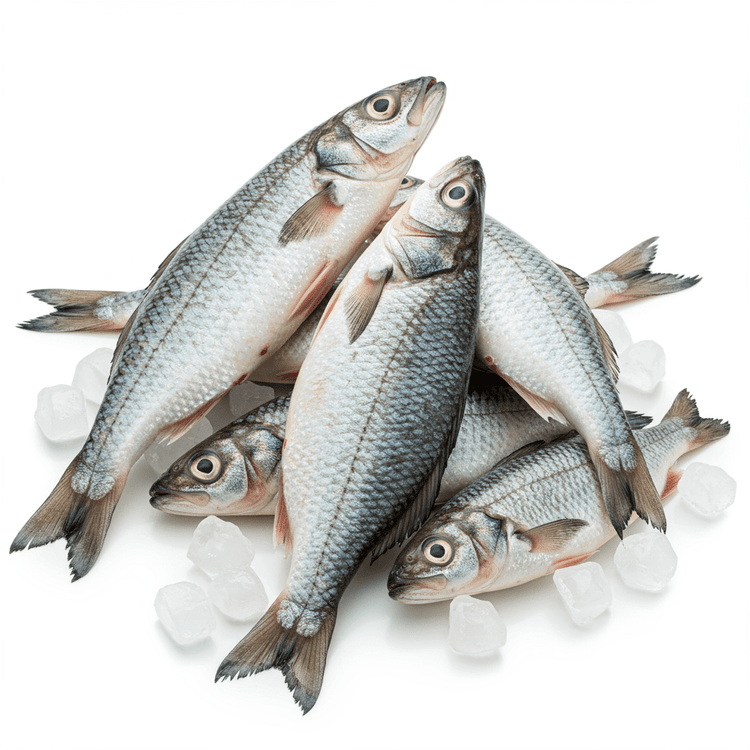 ice fish