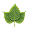 Saluyot leaves