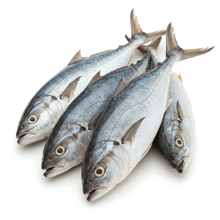 kingfish