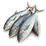 kingfish