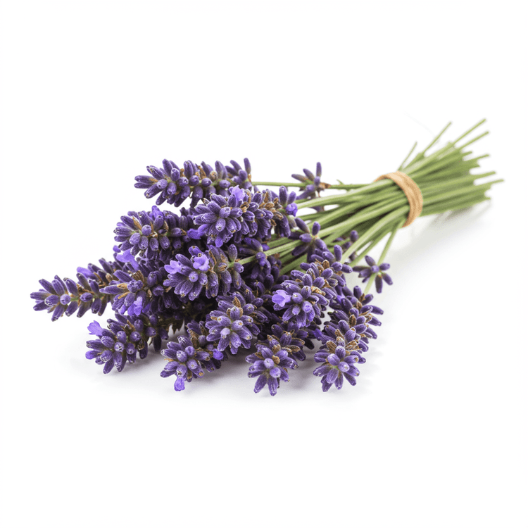 lavender