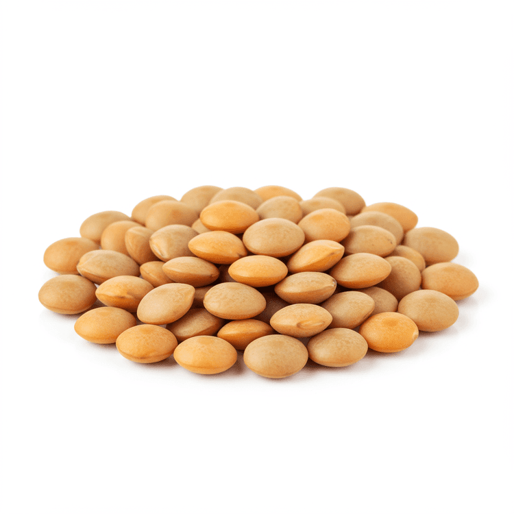 lentil