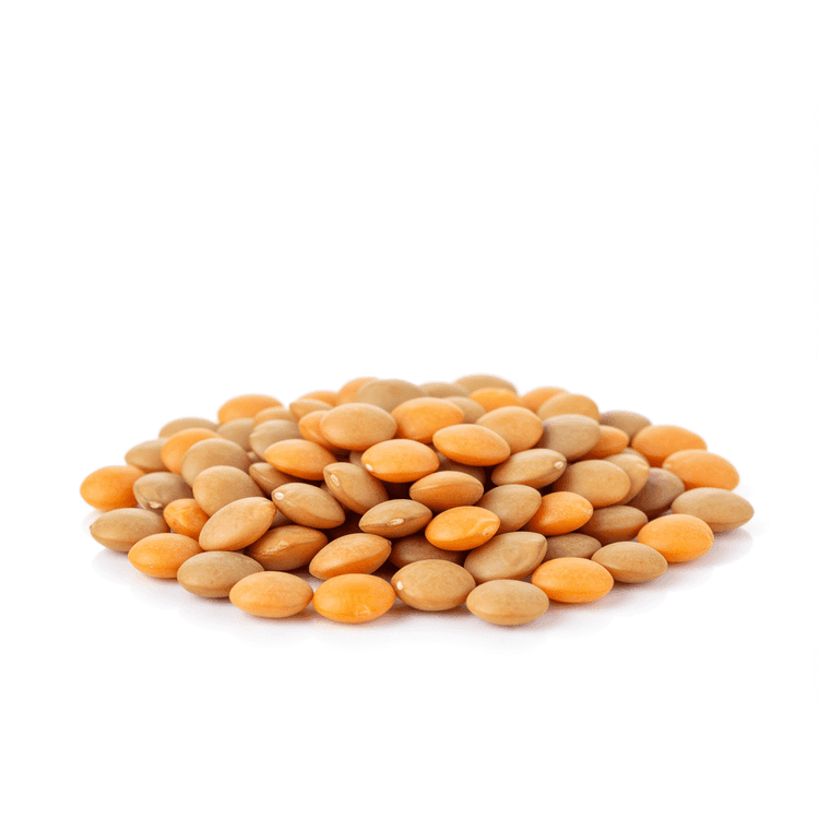 lentil