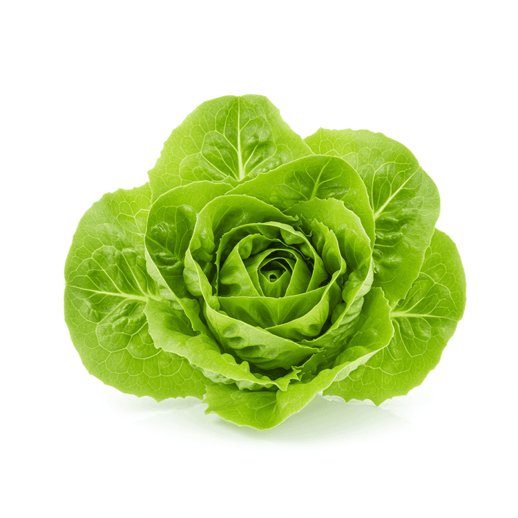 lettuce