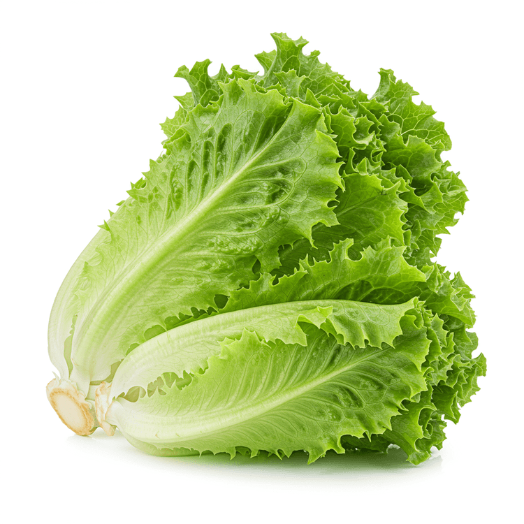 lettuce