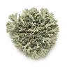 Stone Flower