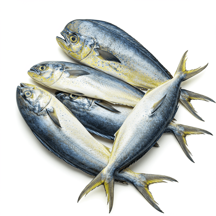 mahi-mahi