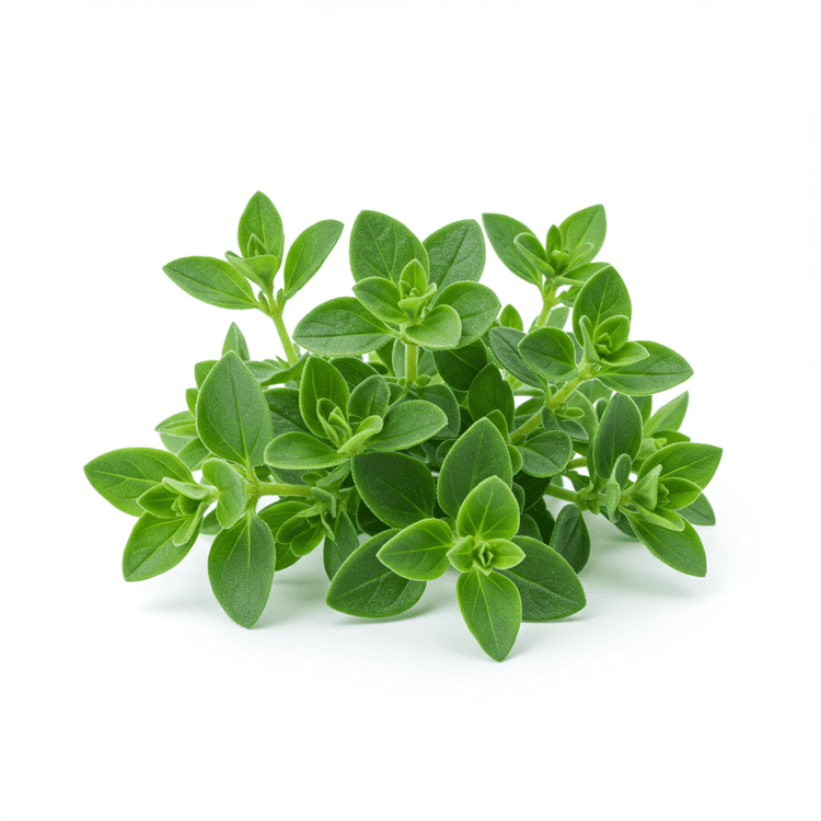 marjoram