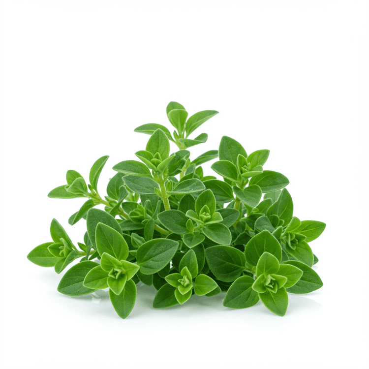 marjoram