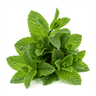 mint leaf