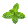 leaves of mint