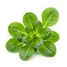 Mixed green leaves