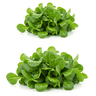 mixed greens (lettuce, spinach, arugula)