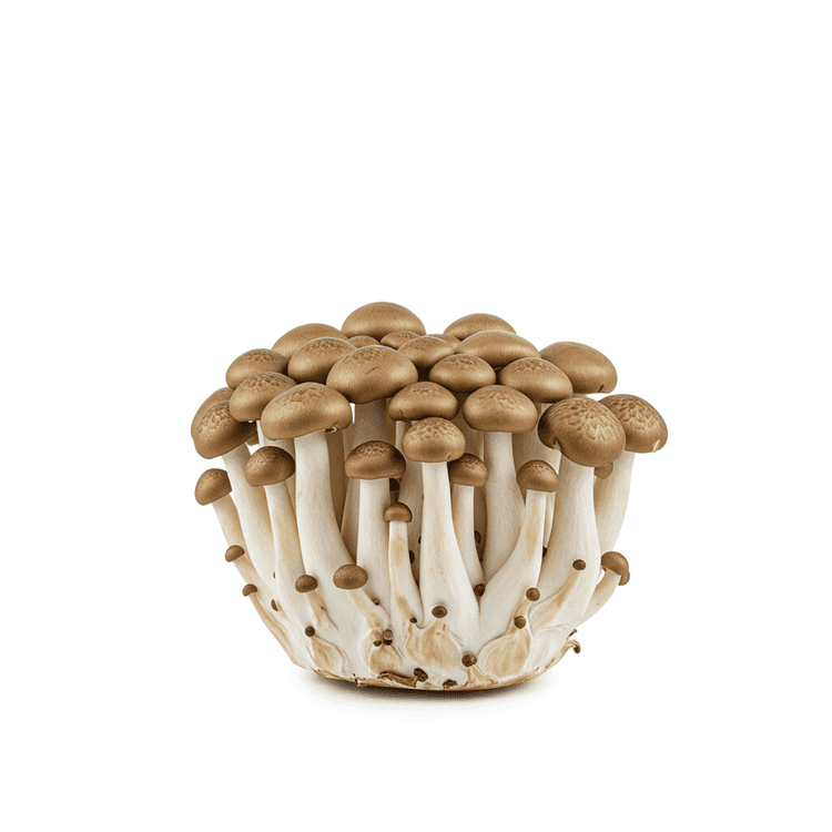 mushroom coffee