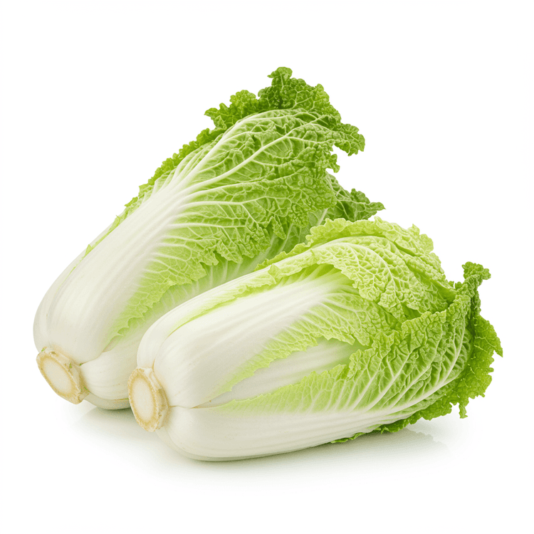 napa cabbage