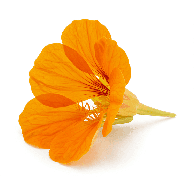 nasturtium leaf