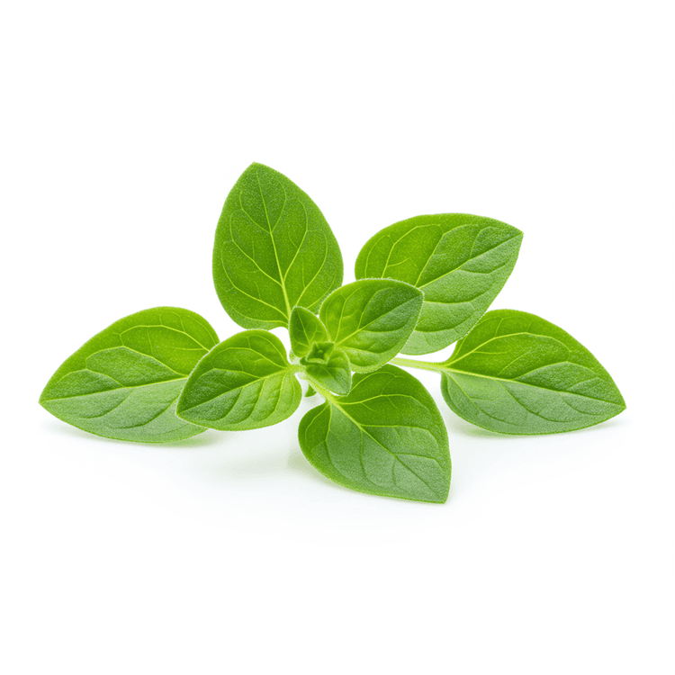 oregano