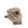 ostrich fillets