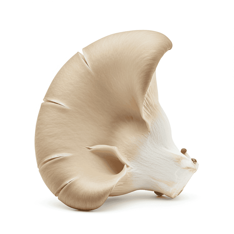 oyster mushroom