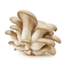 cluster oyster mushrooms