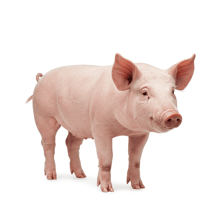 pig