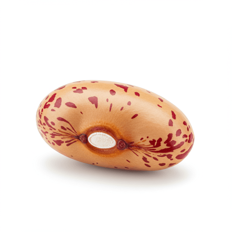 pinto bean