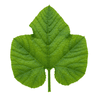 pumpkin leaves