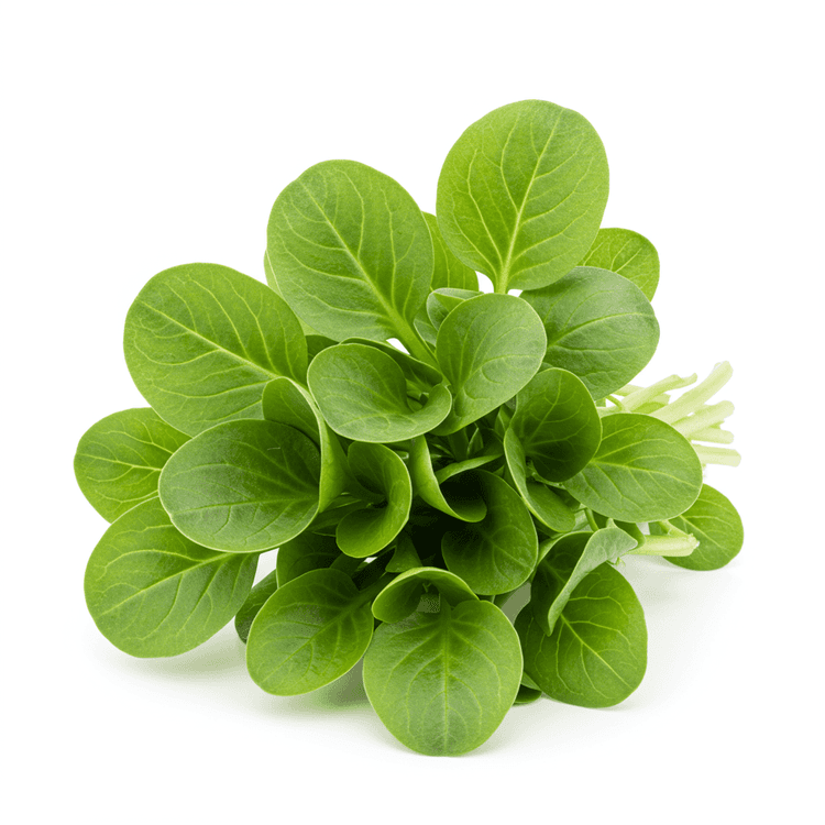 radish green