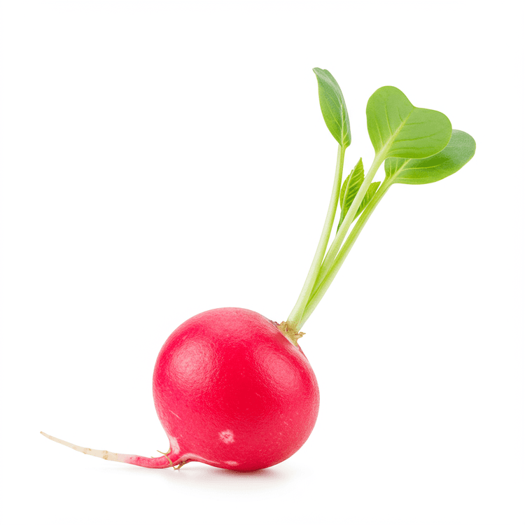radish sprout