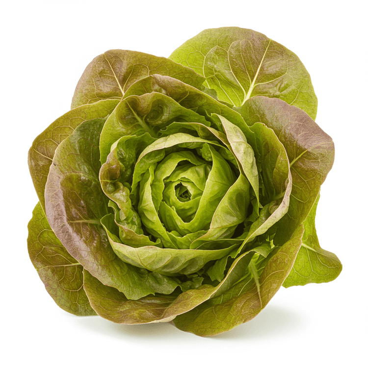 red leaf lettuce
