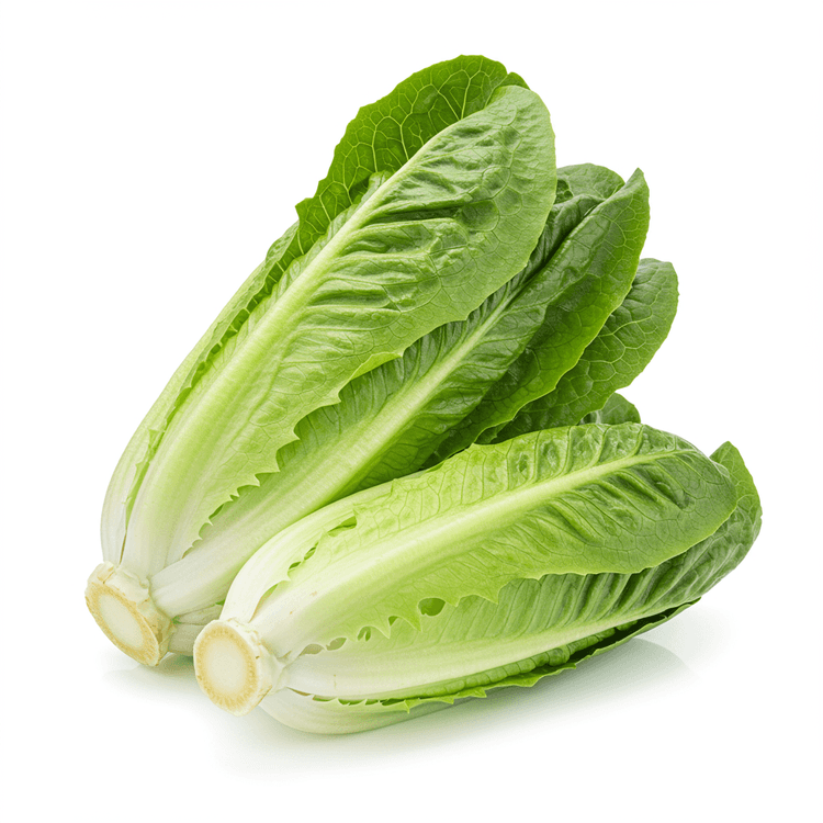 romaine lettuce