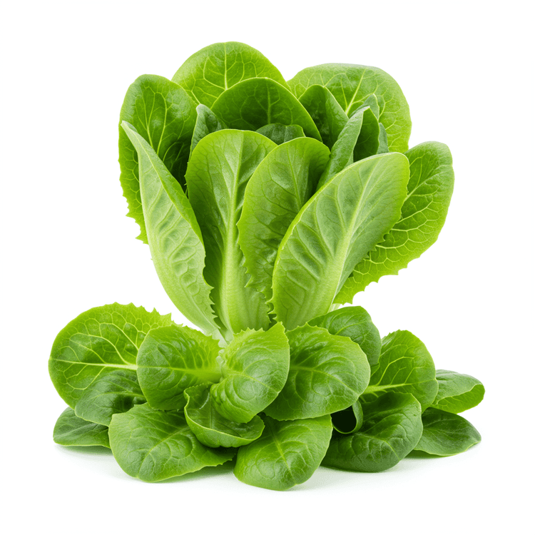 Salad Green