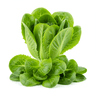 Salad Greens