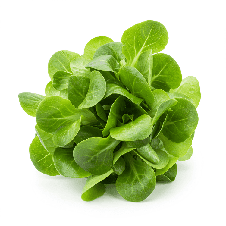 Salad Mix