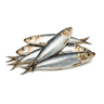 mega sardines