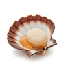 dry sea scallops