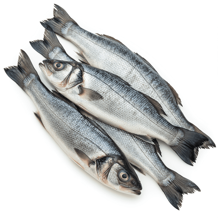 Sea Bass