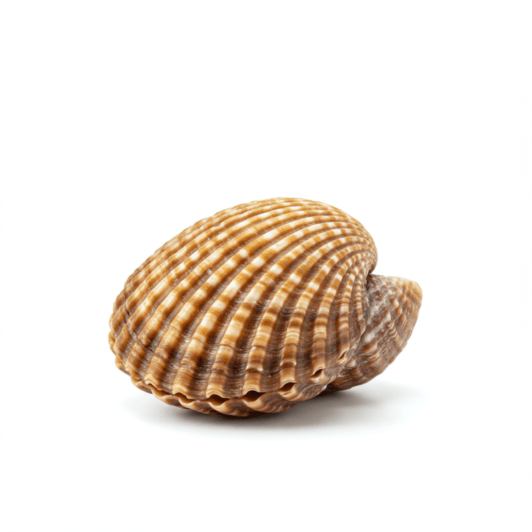 small shell