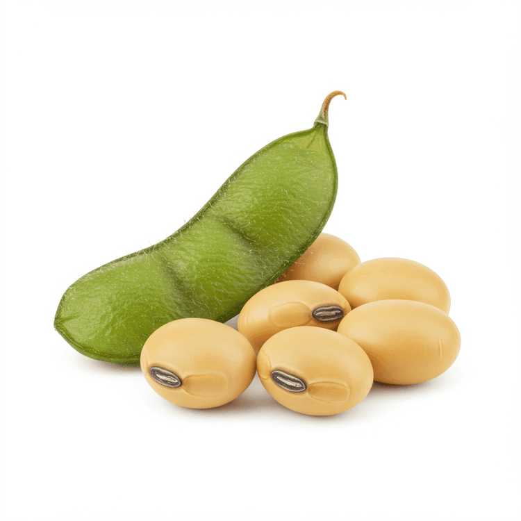 soybean