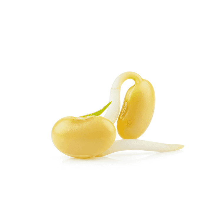 soybean sprout