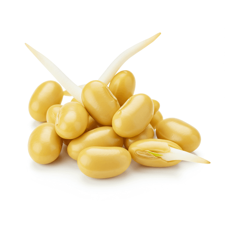 soybean sprout