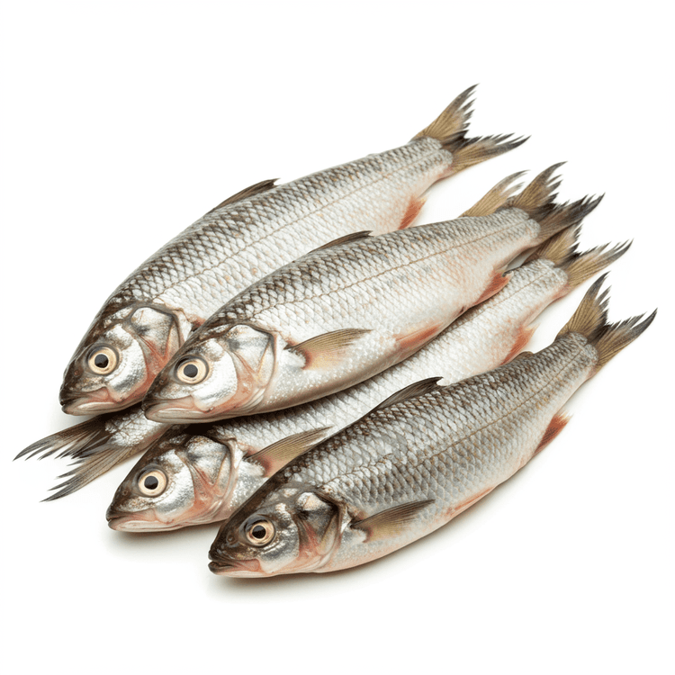Stockfish - Body