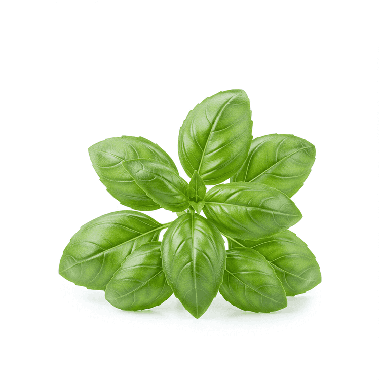sweet basil